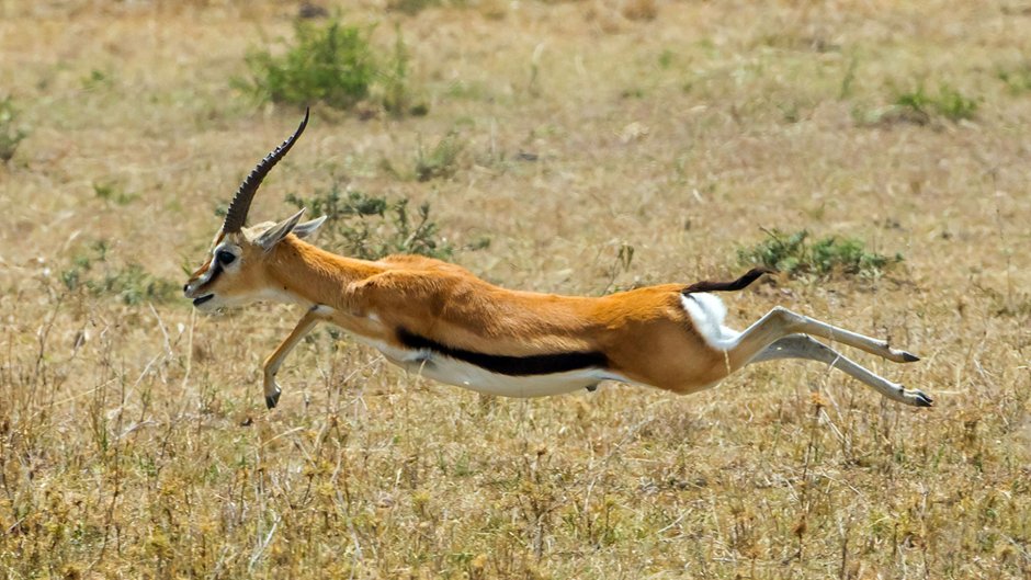Крюгер парк антилоп Импала