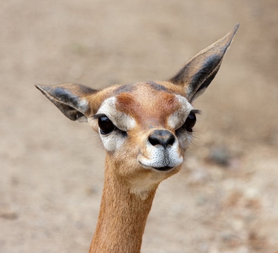 Жираф и геренук