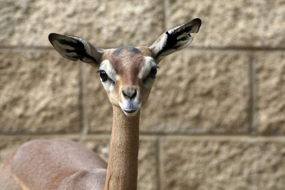 Член антилопы