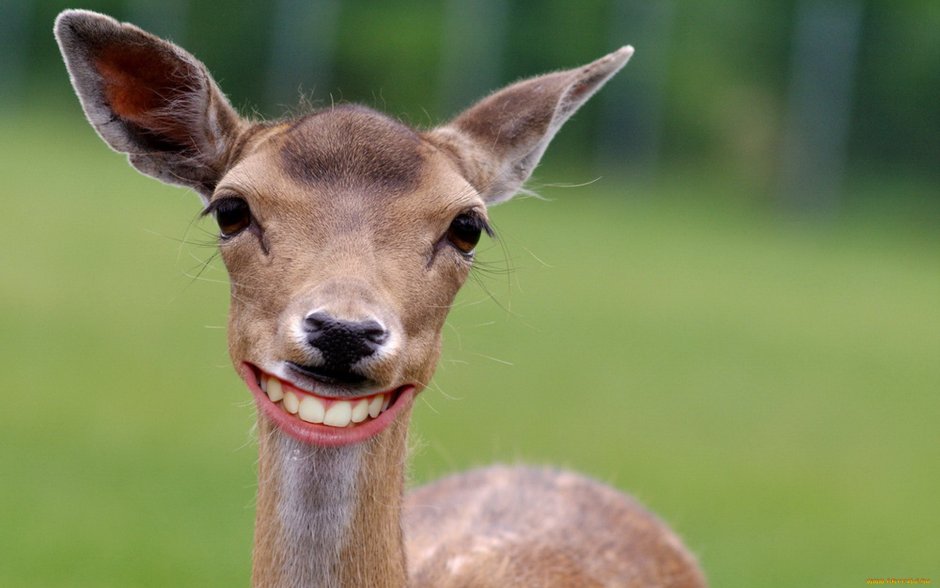 Глупая антилопа