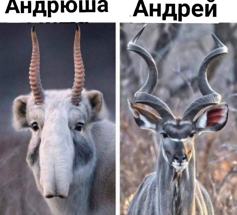 Антилопа паук