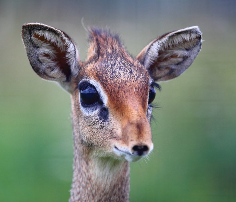 Гепард и Газель