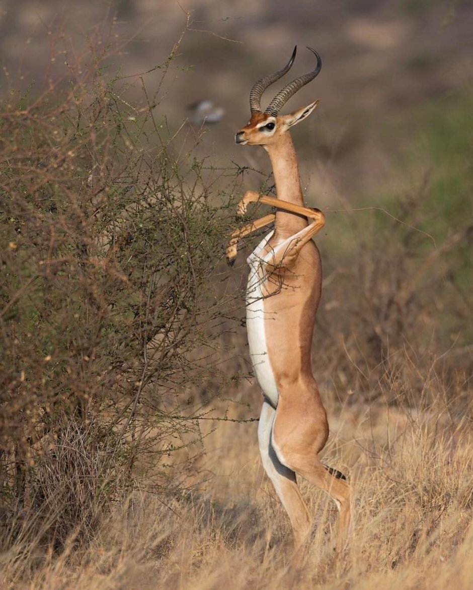 Ушастая антилопа