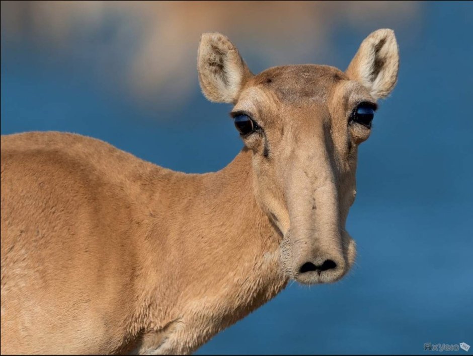 Антилопа вилорог