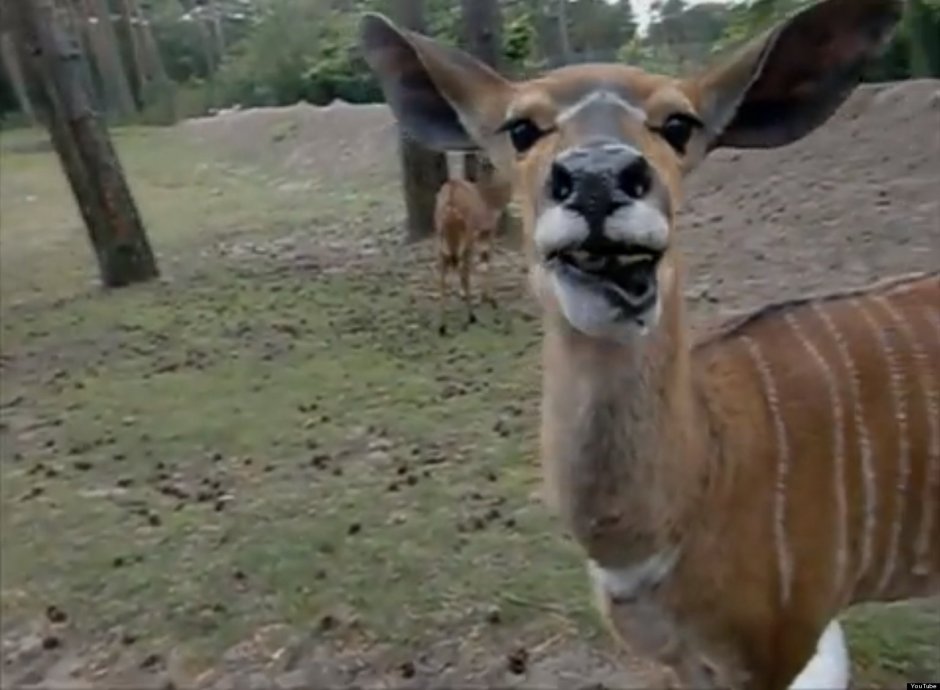 Смешная антилопа