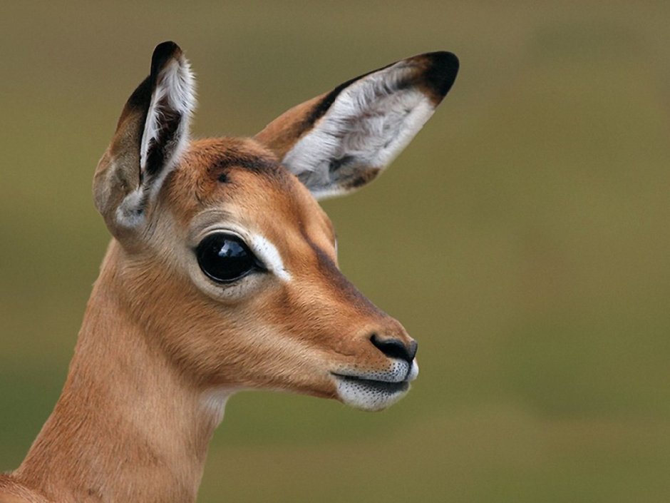 Олени на двух ногах