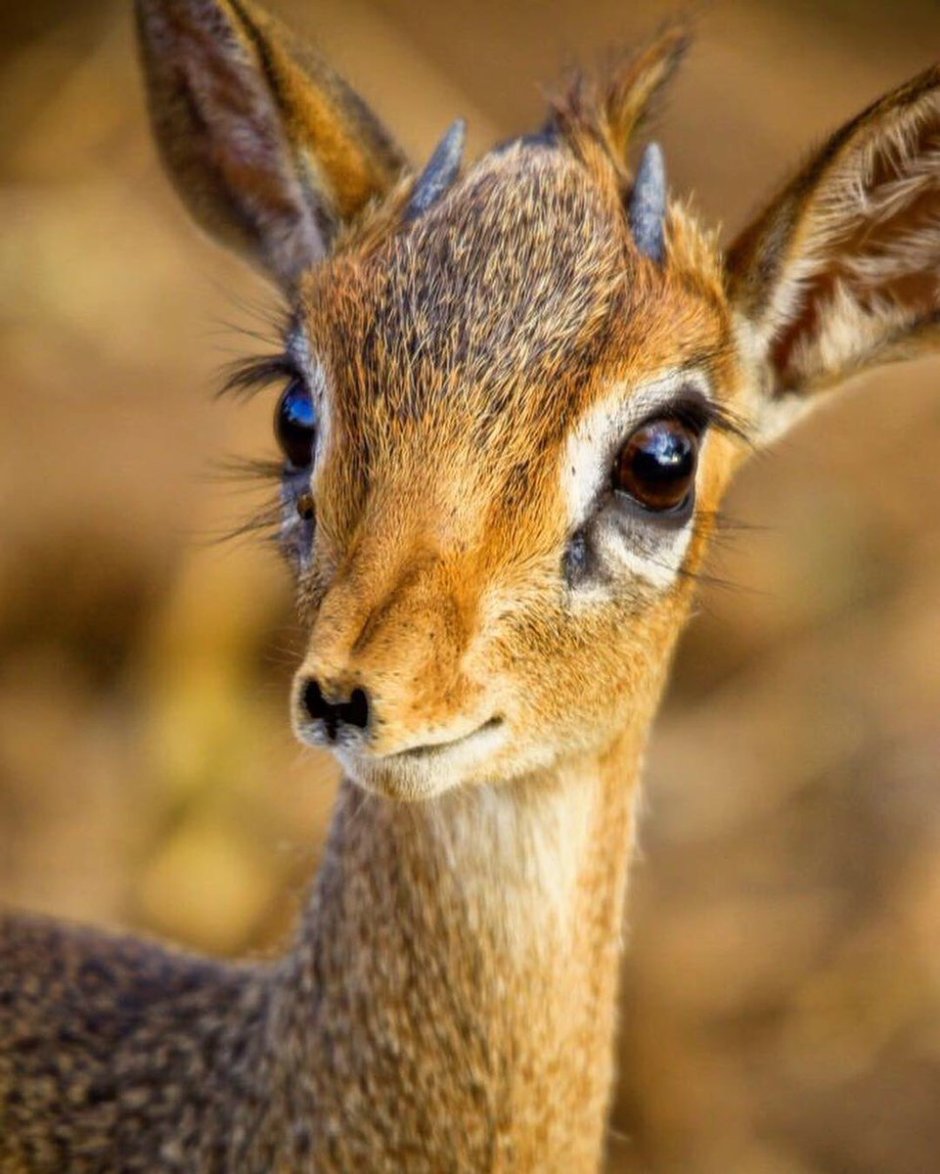 Смешная Газель животное