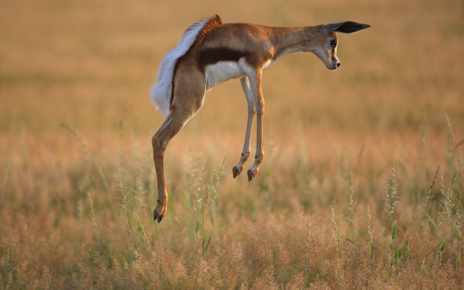 Грациозный олень