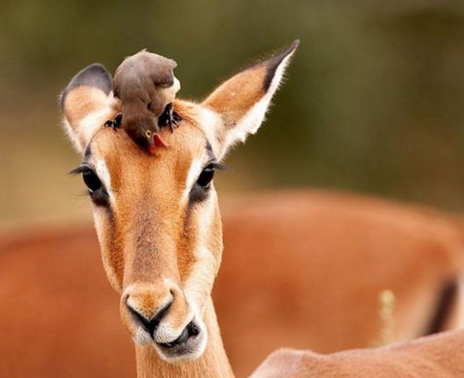 Олень улыбается