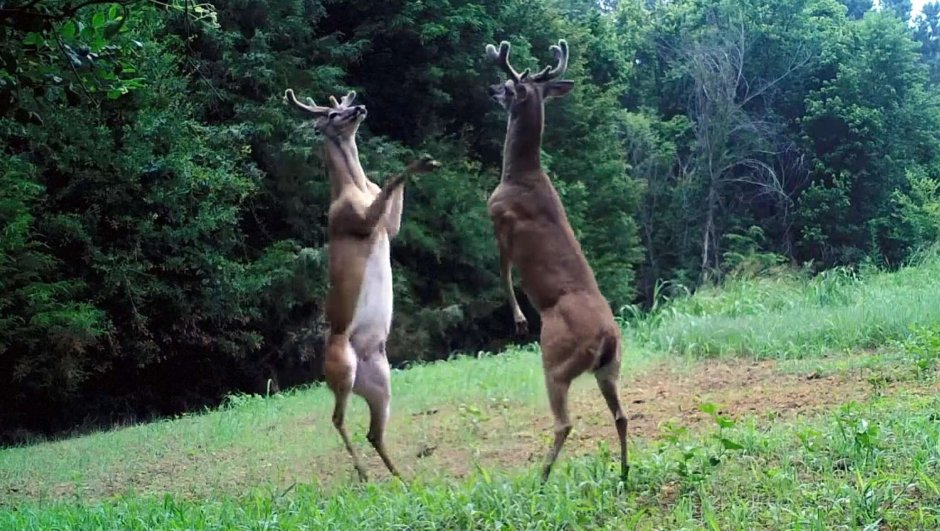 Бешеный олень