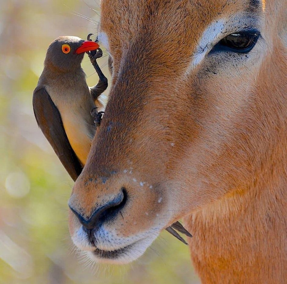 Антилопа смешные картинки