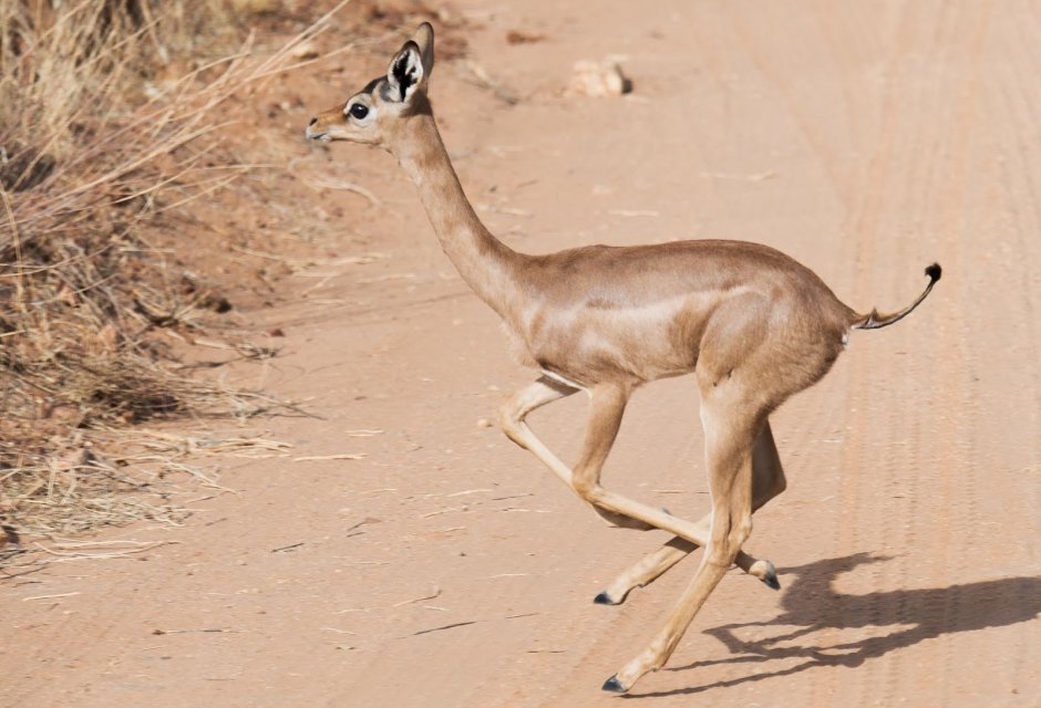 Спрингбок (антилопа-прыгун)
