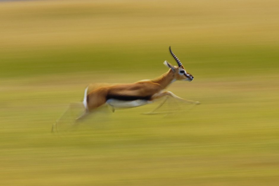 Довольно кабачки Золотая антилопа