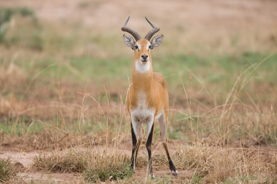 Газель Томпсона бег