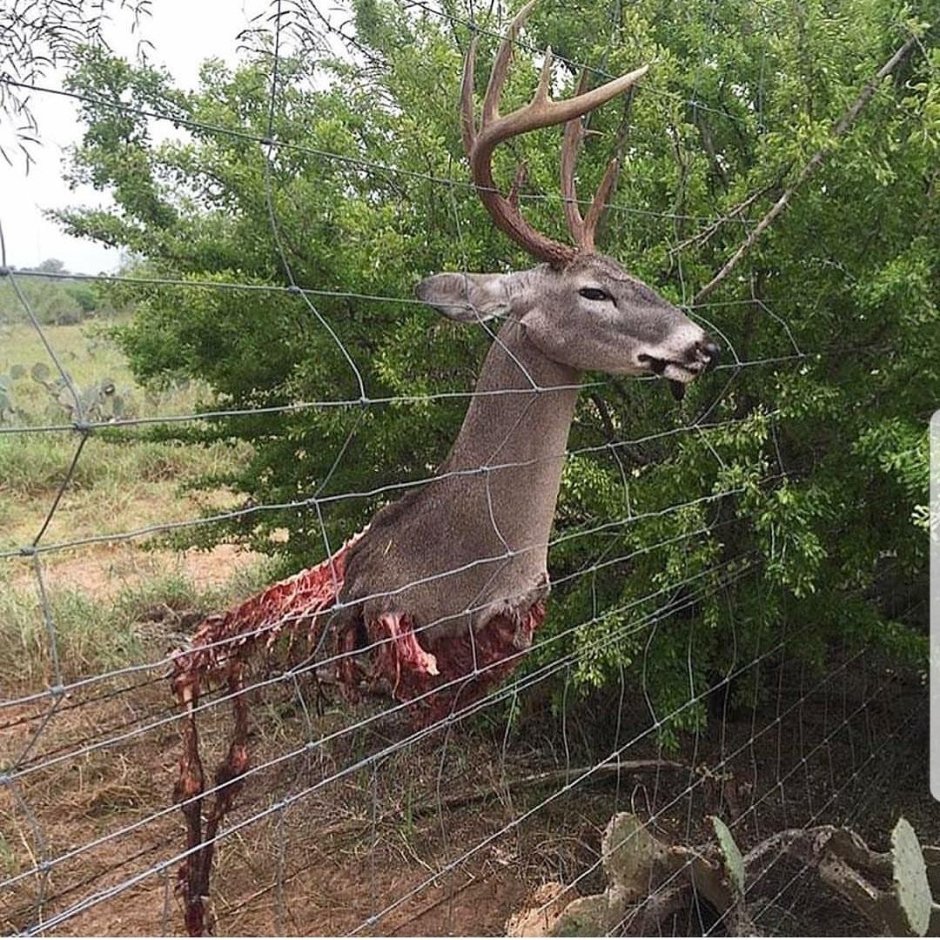 Газелле Зоотопия