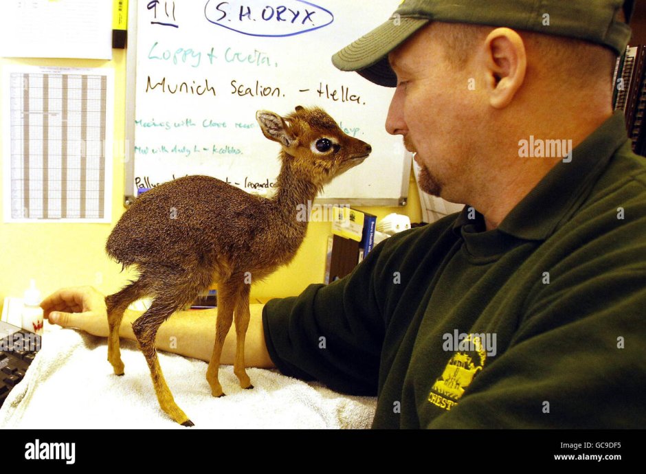 Сайгак морда