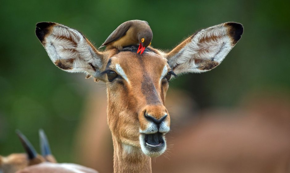 Лань прикол