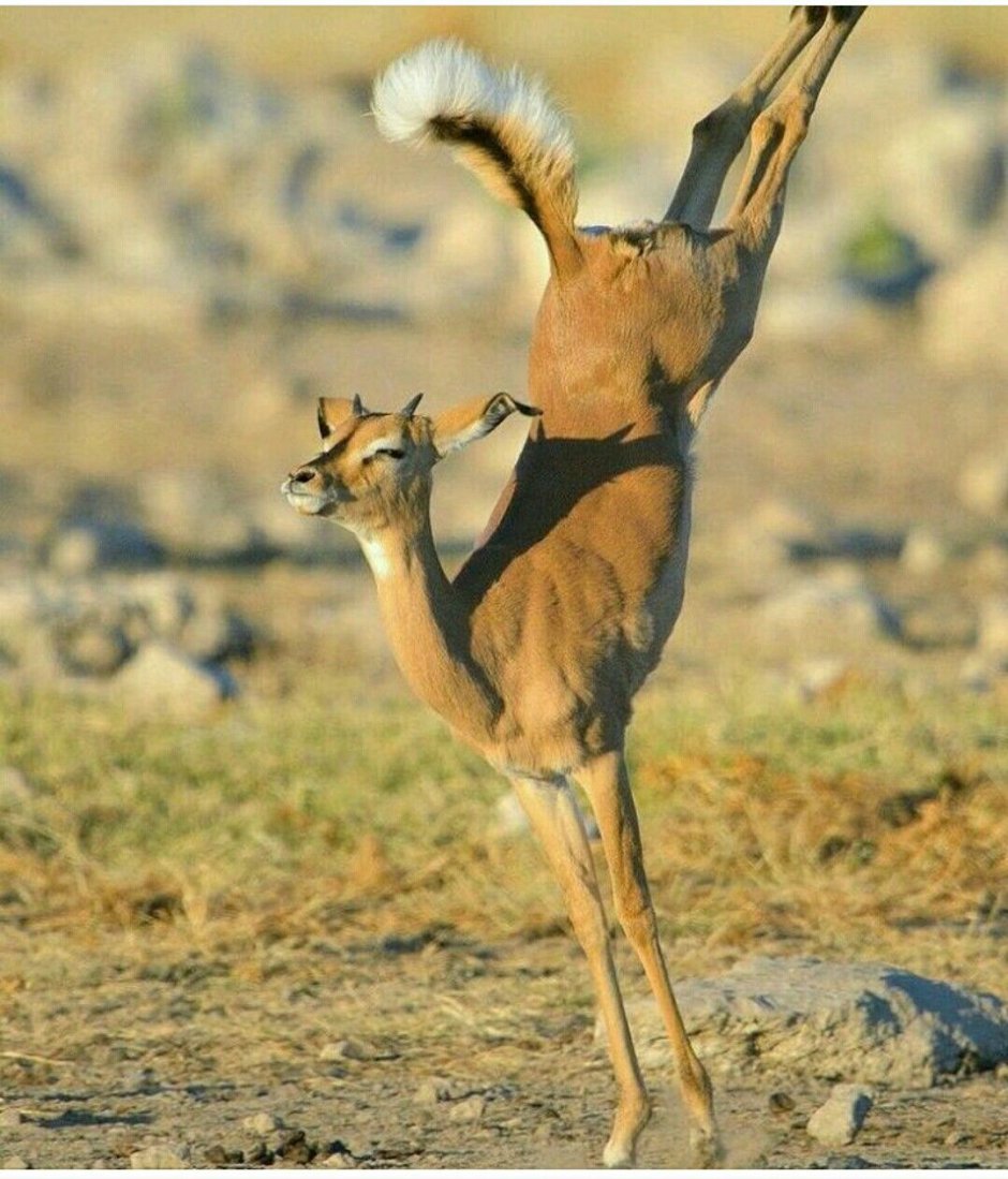 Антилопа геренук
