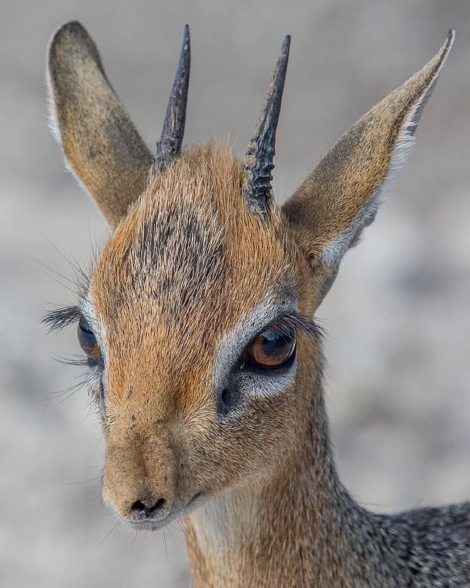 Антилопа Дибатаг