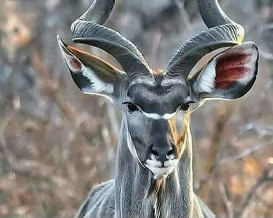 Лев гонится за газелью