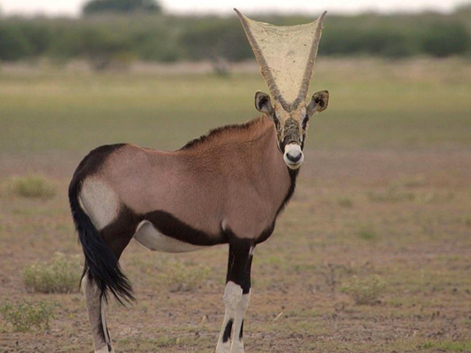 Золотая антилопа хватит