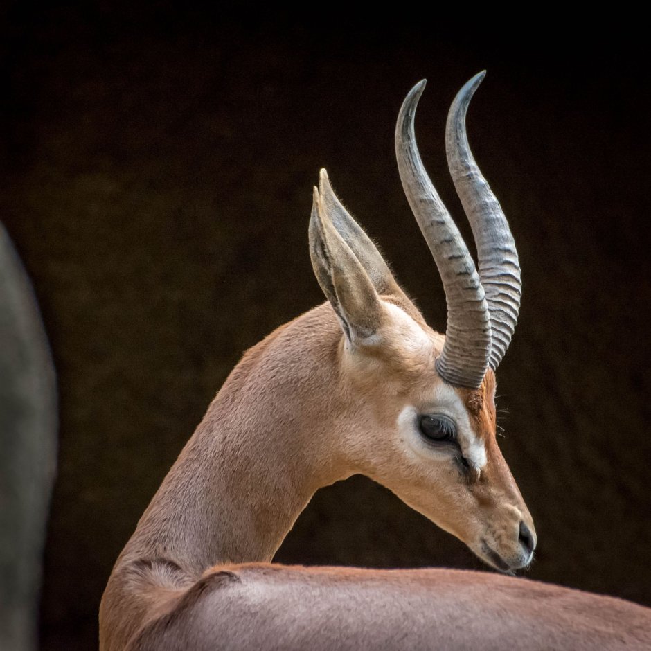 Косуля и антилопа