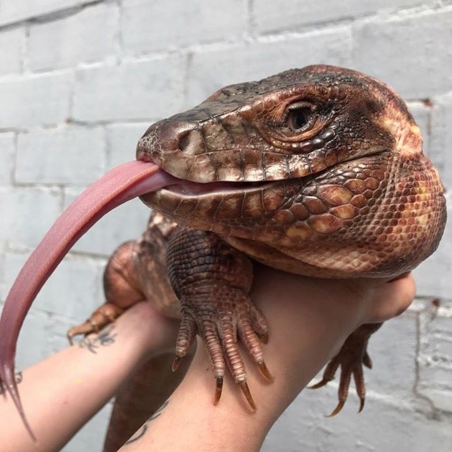 Синеязыкий сцинк милые