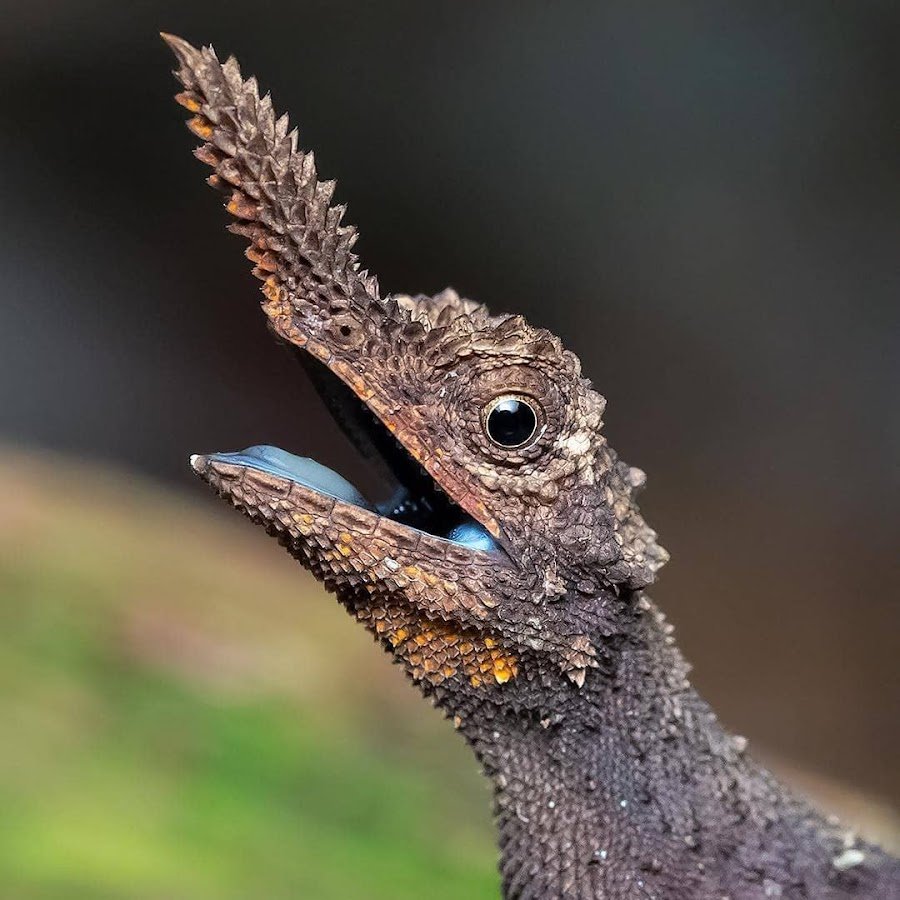 Рогатая агама