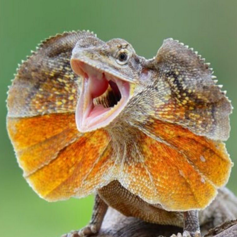 Ящерица с воротником