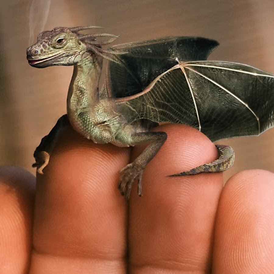 Маленькая ящерица с крыльями