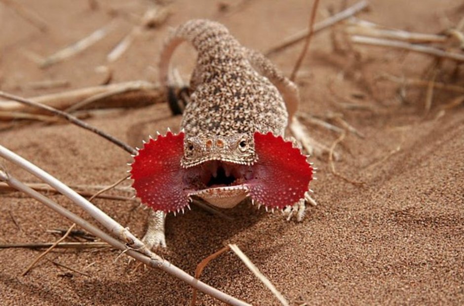 Агама круглоголовка