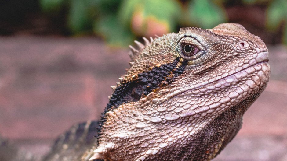 Плащеносная ящерица