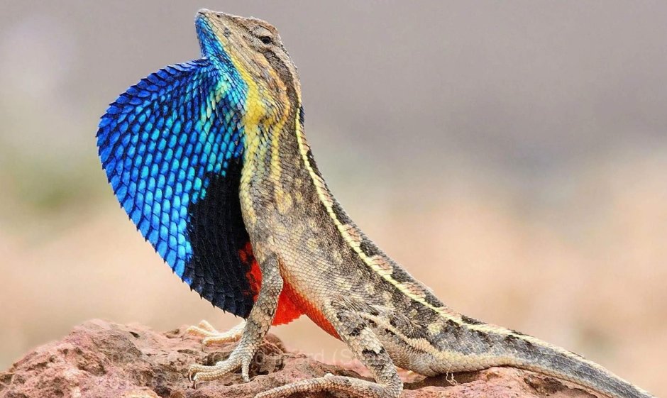 Ящерица агама синяя