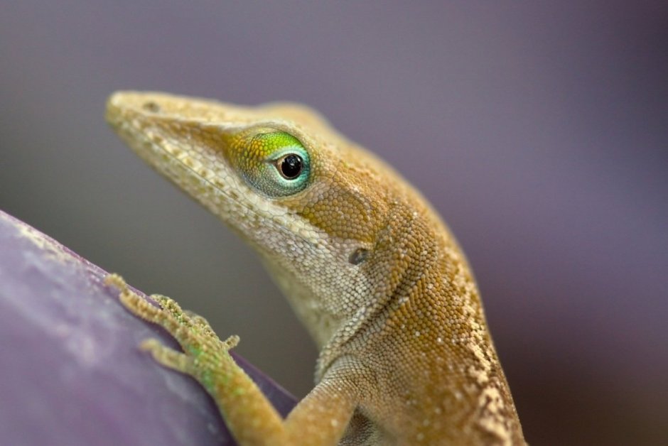 Ящерица с ушами