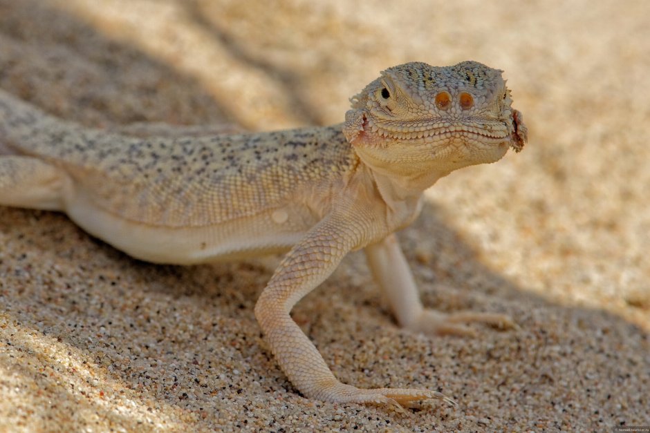 Агама круглоголовка