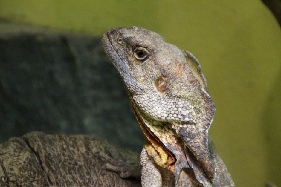 Плащеносная ящерица в террариуме