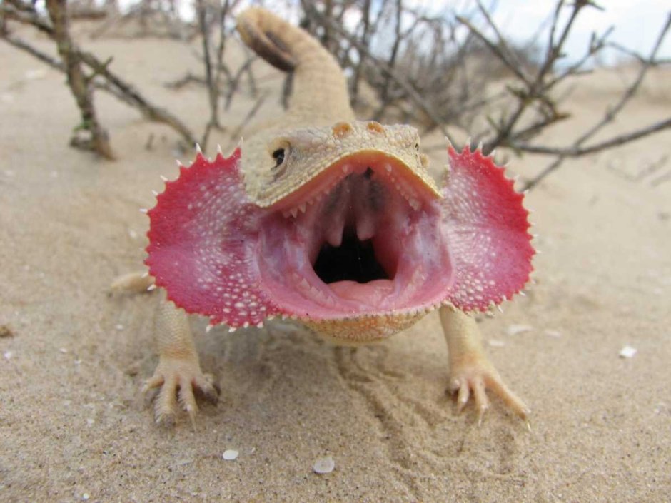 Ящерица ушастая круглоголовка