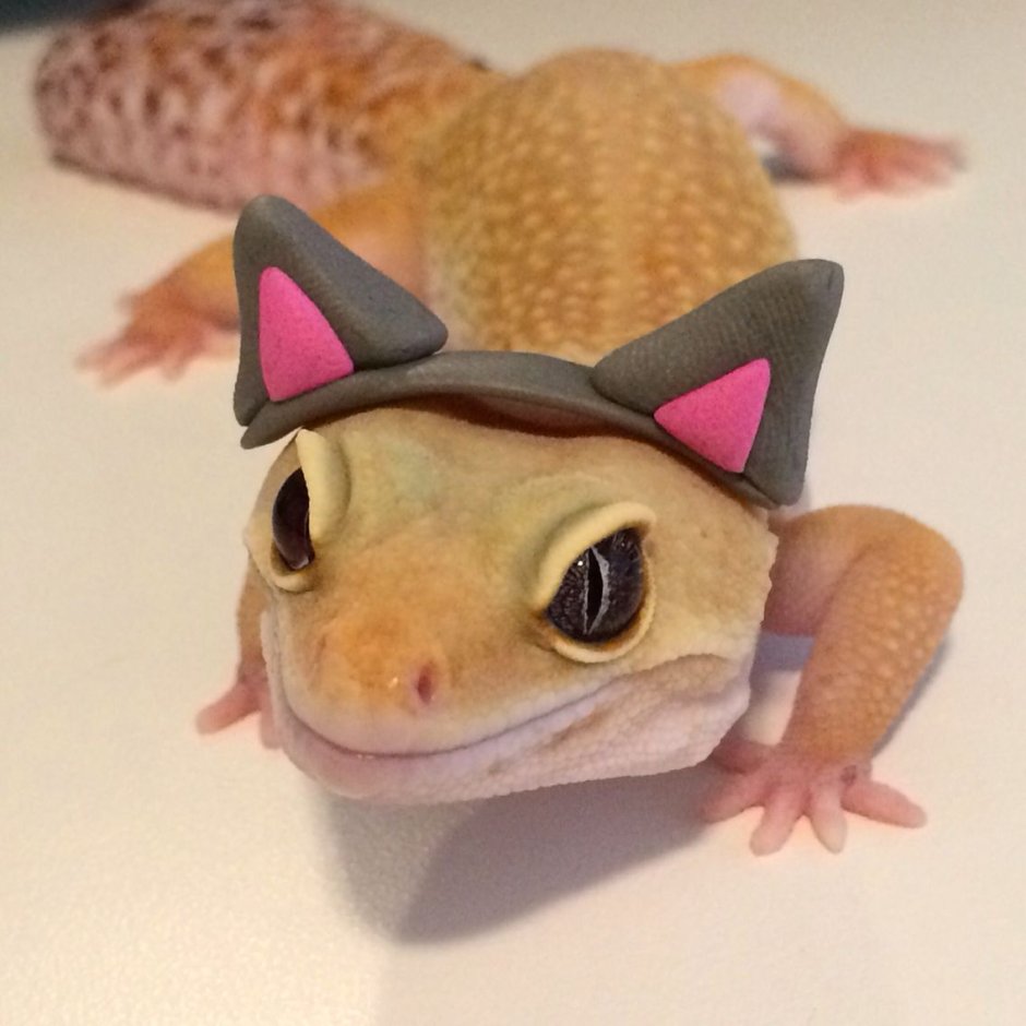 Геккон эублефар улыбается