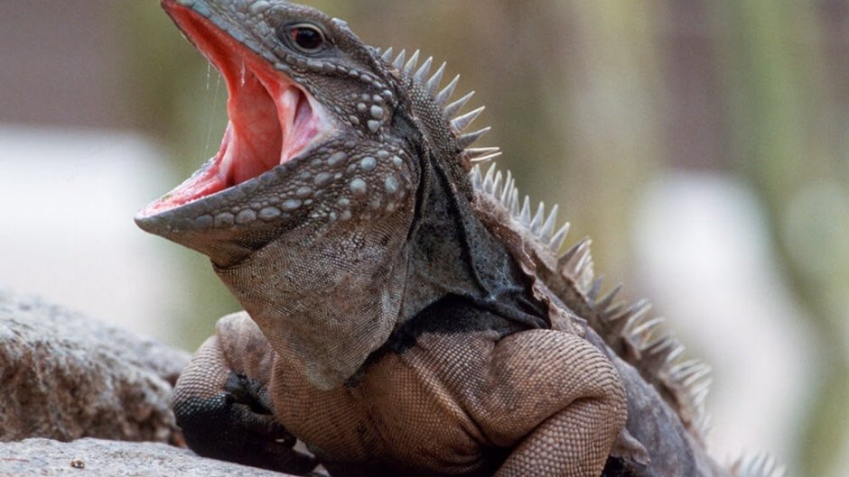 Плащеносная ящерица