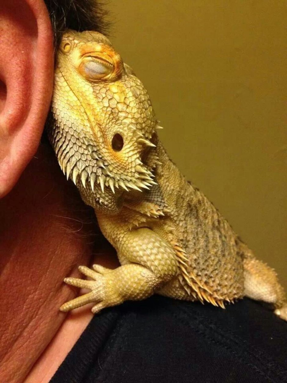 Бородатая агама