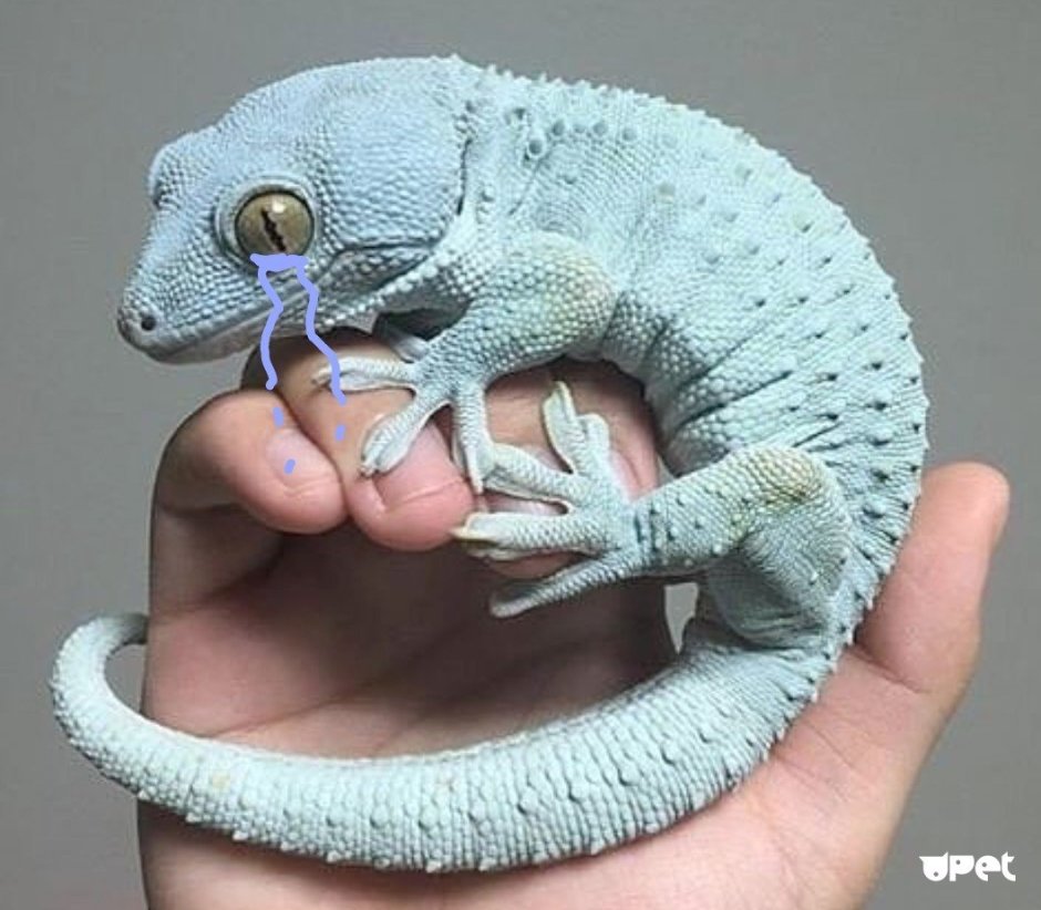 Геккон эублефар