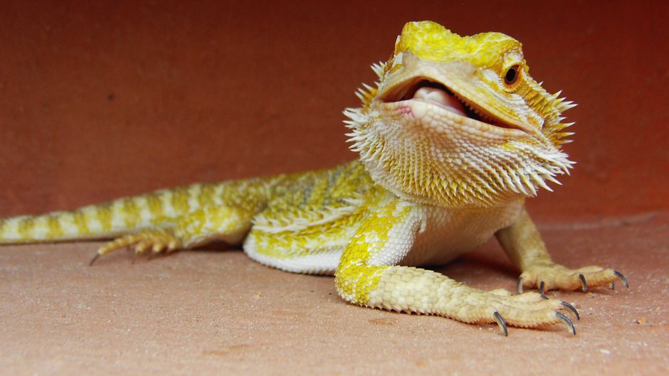 Бородатая агама голова