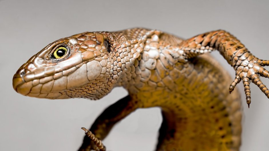 Ящерицы которые меняют цвет