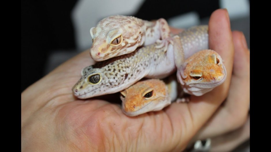 Иранский эублефар морфы