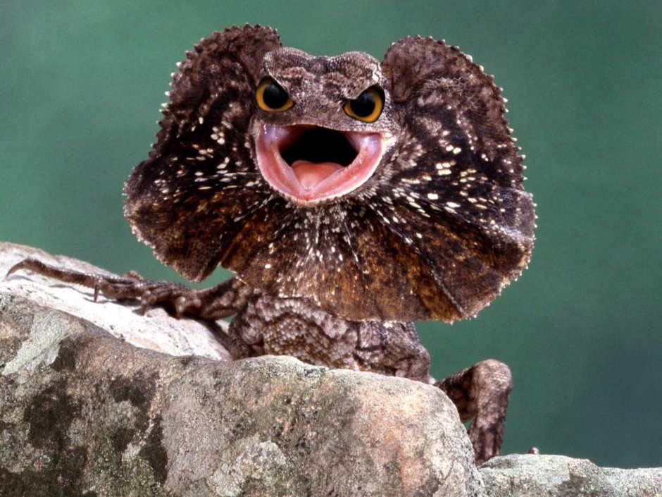 Плащеносная ящерица злится