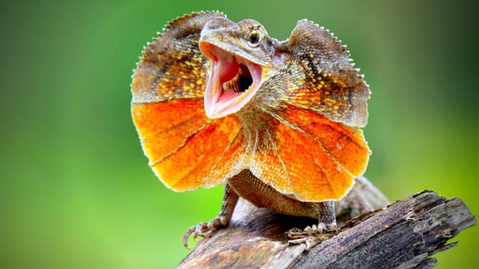 Бородатая агама голубая