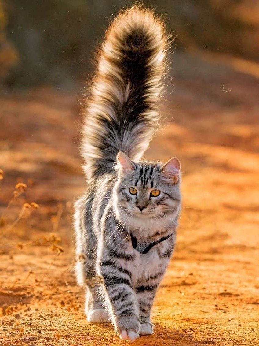 Поведение кошки