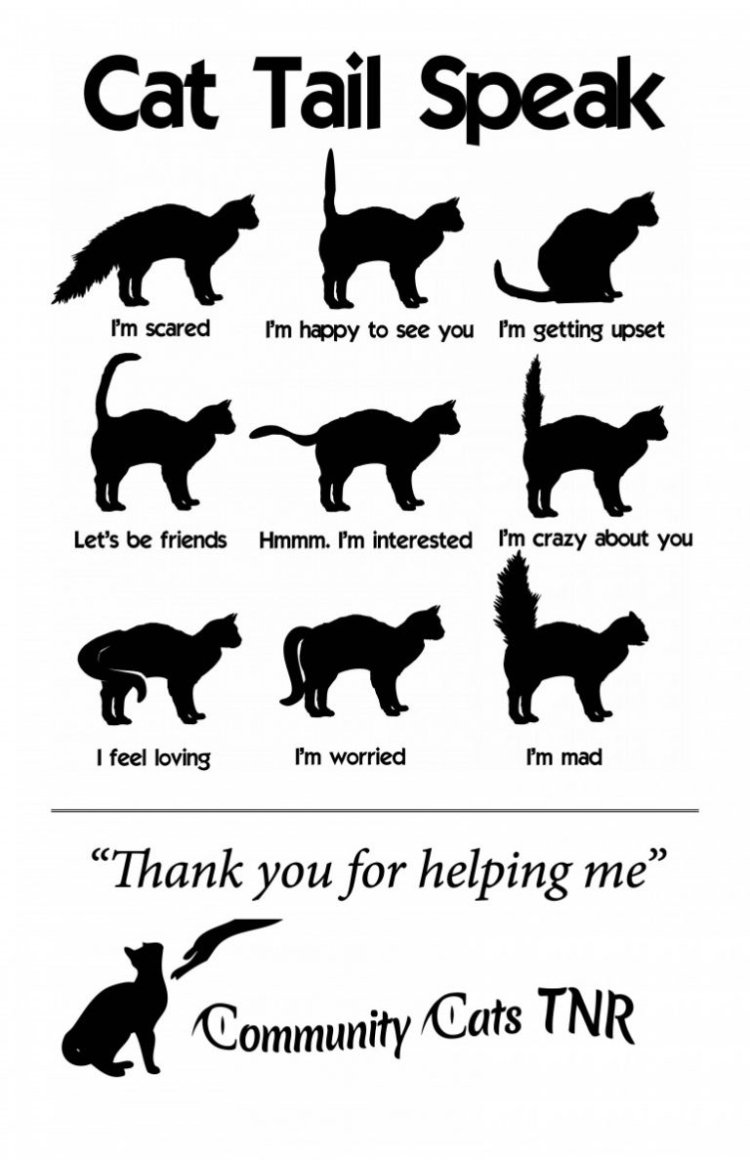 Хвост лисы аниме