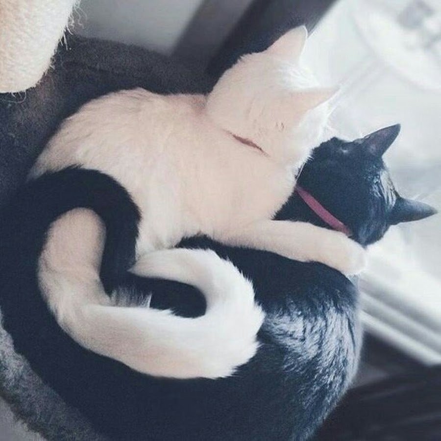 Хвост кота для костюма