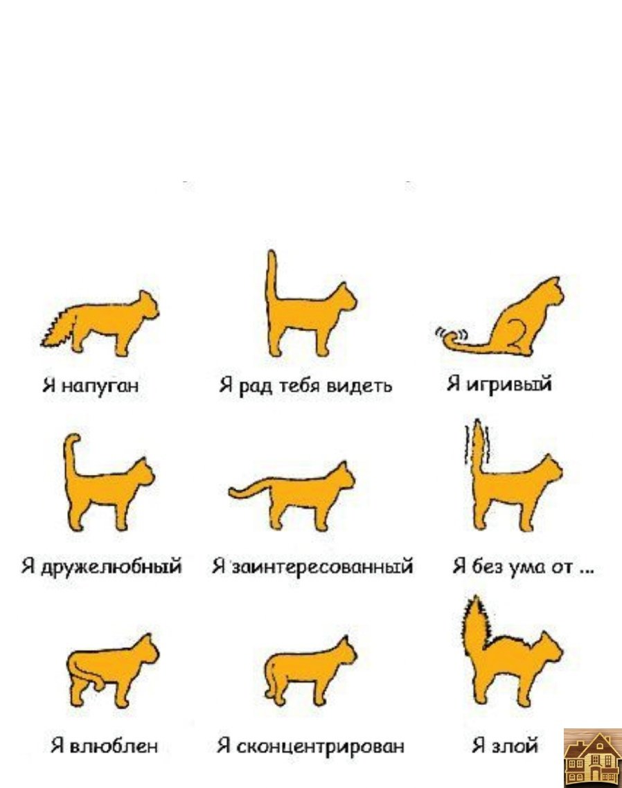 Сохраненки с котиками